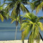 Beach and Palms, Isla de la Juventud, Cuba