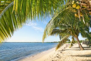 Beach palm and turquoise sea at " Playa Larga " near Bay of Pigs in Matanzas - Cuba