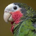 Cuban amazon parrot