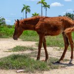 Small and Skinny young wild Horse in Cuba