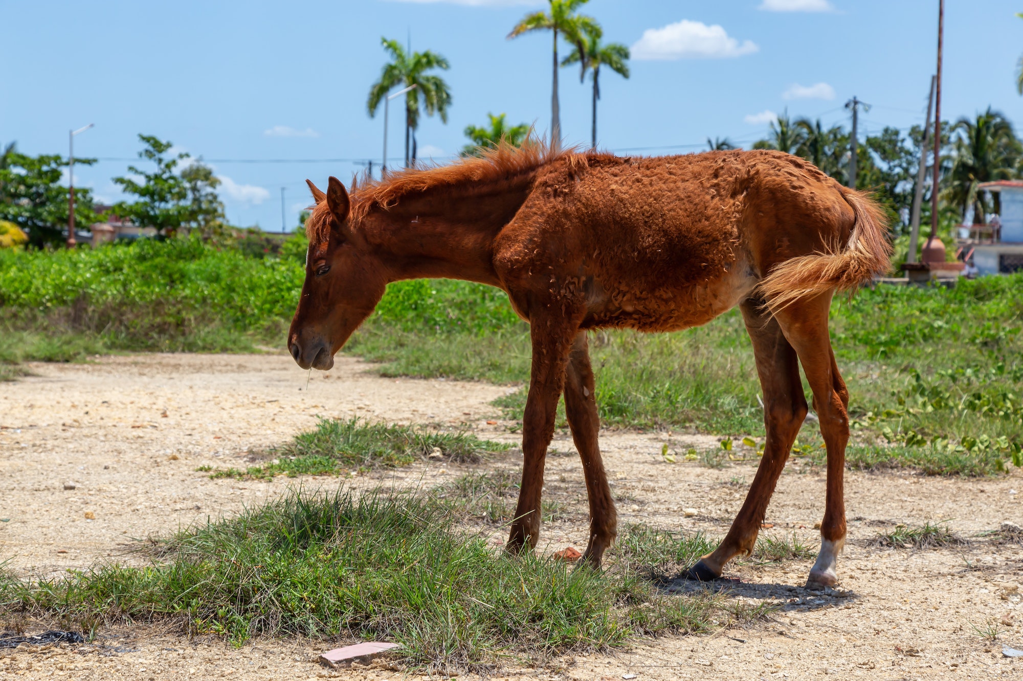 Small and Skinny young wild Horse in Cuba